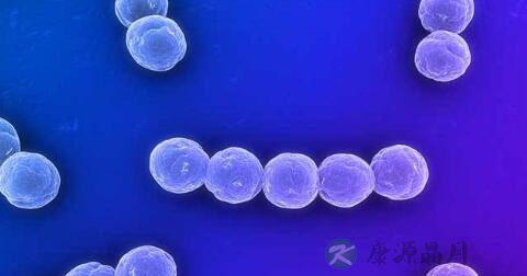 链球菌的分类 链球菌的分类