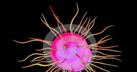 革兰氏菌的分类 革兰氏菌的分类
