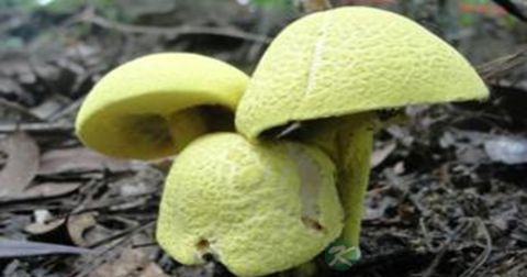 野生菌的危害 野生菌的危害
