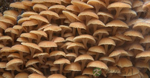 野生菌的危害 野生菌的危害