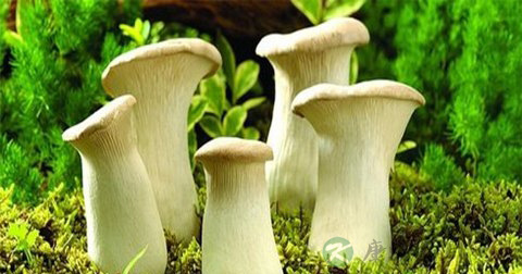 食用野生菌的危害 食用野生菌的危害