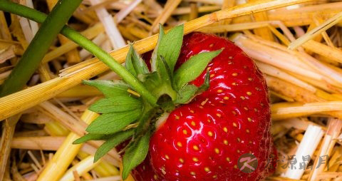 糖尿病适合吃哪些菜 糖尿病适合吃哪些菜