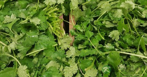 香菜能降血糖吗 香菜能降血糖吗