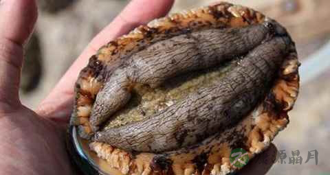 糖尿病能吃鲍鱼吗 糖尿病能吃鲍鱼吗