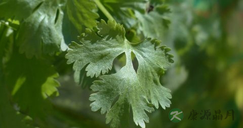 香菜能降血糖吗 香菜能降血糖吗