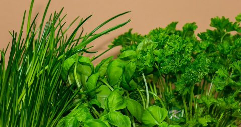 香菜能降血糖吗 香菜能降血糖吗