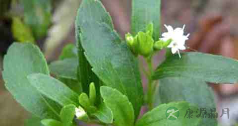 甜叶菊治疗糖尿病原理 甜叶菊治疗糖尿病原理