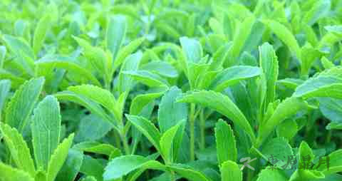 甜叶菊治疗糖尿病原理 甜叶菊治疗糖尿病原理