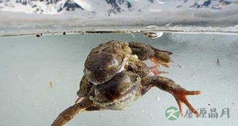 雪蛙油能不能治疗糖尿病 雪蛙油能不能治疗糖尿病