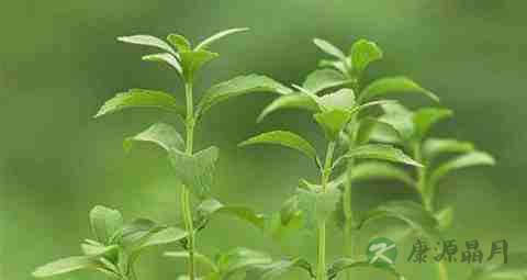 甜叶菊治疗糖尿病原理 甜叶菊治疗糖尿病原理