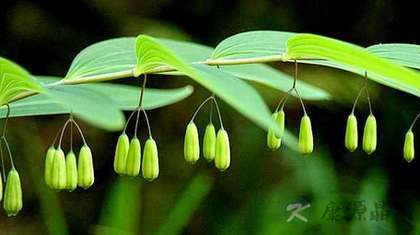 什么人不能吃黄精 什么人不能吃黄精