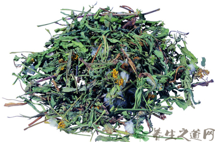 中草药蒲公英17个治病验方 中草药蒲公英17个治病验方