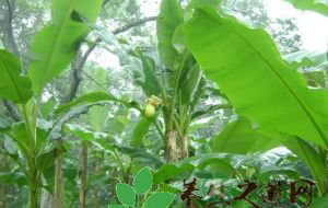 芭蕉的营养价值
