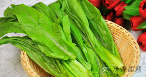 油麦菜的营养价值 油麦菜的营养价值