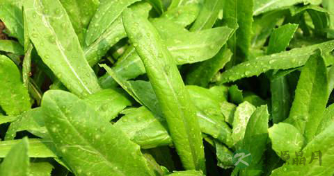 油麦菜的食疗价值 油麦菜的食疗价值