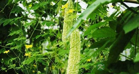 细菌性前列腺炎吃什么 细菌性前列腺炎吃什么