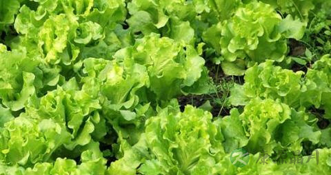 冠心病吃生菜好吗 冠心病吃生菜好吗