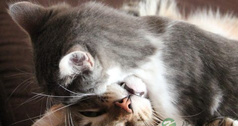 猫抓病的原因 猫抓病的原因