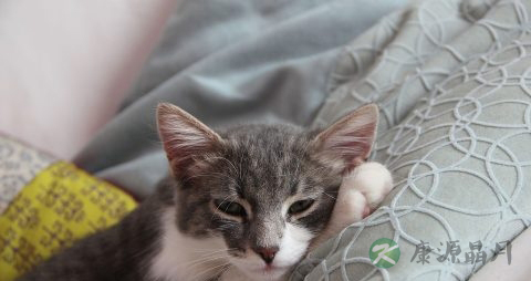 猫抓病的原因 猫抓病的原因