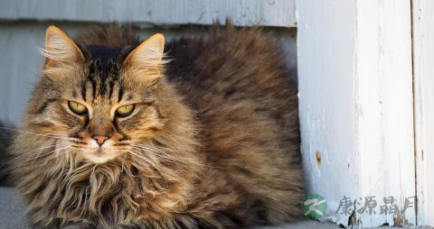 猫抓病的原因 猫抓病的原因
