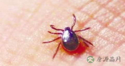 恙虫病吃什么药 恙虫病吃什么药