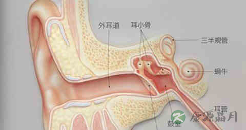 外耳湿疹吃什么药 外耳湿疹吃什么药