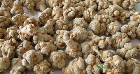 三七能治输卵管炎吗 三七能治输卵管炎吗
