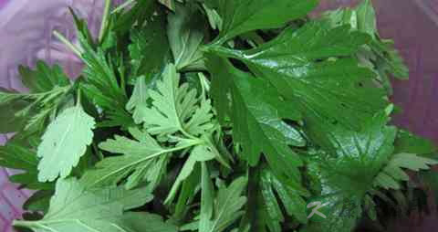 益母草能治宫寒痛经吗 益母草能治宫寒痛经吗
