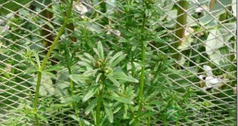 芨芨草根治白血病吗 芨芨草根治白血病吗
