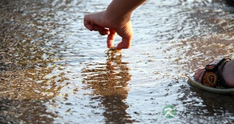 儿童手足口病多吃什么果蔬好 儿童手足口病多吃什么果蔬好