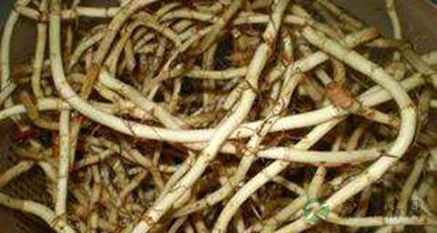 手足口病能吃鱼腥草吗 手足口病能吃鱼腥草吗