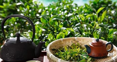 绿茶真的可以预防胃癌