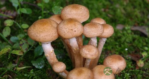 哪些食物可以防胃癌 哪些食物可以防胃癌
