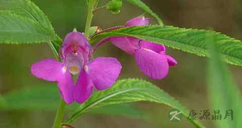 指甲花能除风湿吗 指甲花能除风湿吗