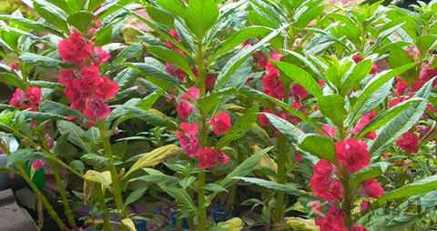 指甲花能除风湿吗 指甲花能除风湿吗