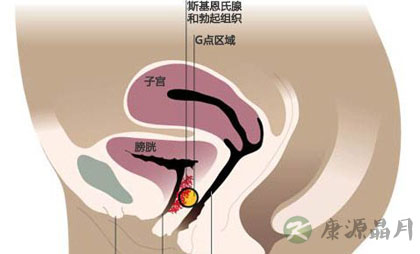 图解女性G点 把握女人兴奋点 图解女性G点 把握女人兴奋点
