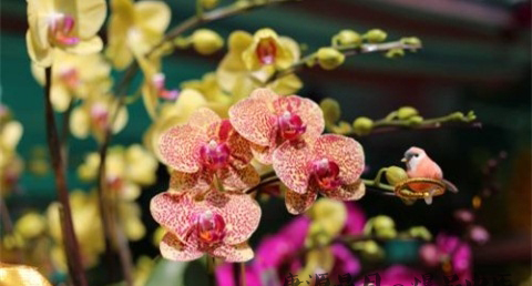 澳门春节的注意事项 澳门春节的注意事项