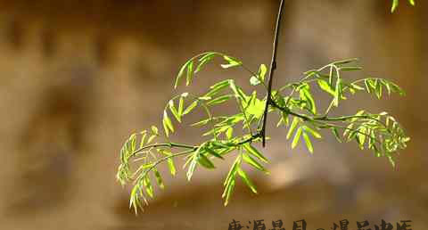 立春为什么要塑土牛 立春为什么要塑土牛