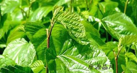 春季吃什么补脾胃 春季吃什么补脾胃