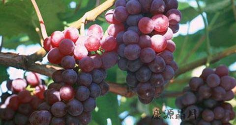 春季去肝火旺吃什么 春季去肝火旺吃什么