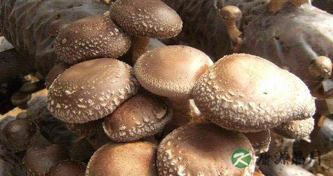 春季吃蘑菇的好处 春季吃蘑菇的好处