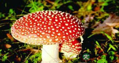 春季吃蘑菇的好处 春季吃蘑菇的好处