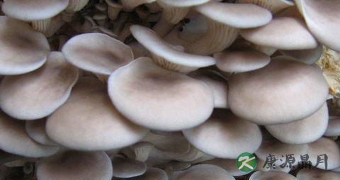 春季吃蘑菇的好处 春季吃蘑菇的好处