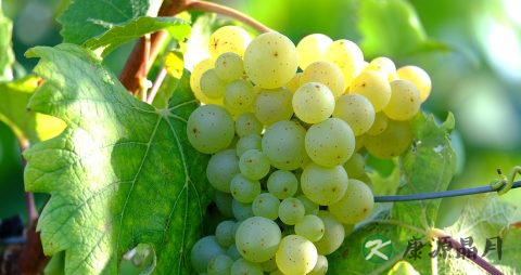 夏季吃什么菜热菜 夏季吃什么菜热菜