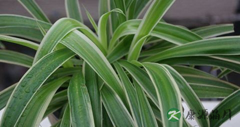 夏季适合种植什么花草 夏季适合种植什么花草