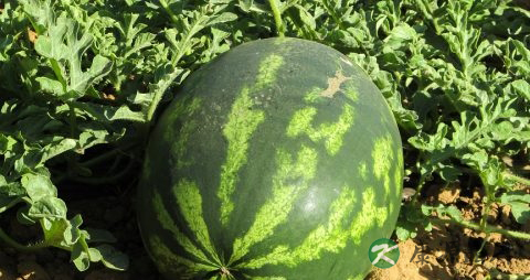 夏季中暑吃什么好 夏季中暑吃什么好
