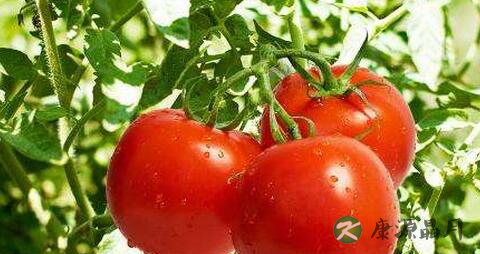 夏季皮肤干燥怎么办 夏季皮肤干燥怎么办