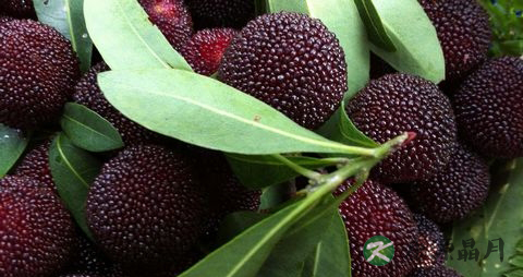 夏季燥热吃什么 夏季燥热吃什么