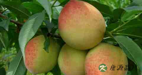 小孩夏季吃什么菜 小孩夏季吃什么菜