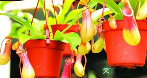 夏季适合种植什么花草 夏季适合种植什么花草